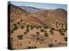 Aerial View over Fars Province Landscape, with Olive Trees, Iran, Middle East-Poole David-Stretched Canvas