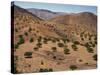 Aerial View over Fars Province Landscape, with Olive Trees, Iran, Middle East-Poole David-Stretched Canvas