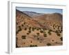 Aerial View over Fars Province Landscape, with Olive Trees, Iran, Middle East-Poole David-Framed Photographic Print