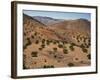 Aerial View over Fars Province Landscape, with Olive Trees, Iran, Middle East-Poole David-Framed Photographic Print
