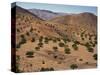 Aerial View over Fars Province Landscape, with Olive Trees, Iran, Middle East-Poole David-Stretched Canvas