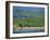 Aerial View over the Dingle Peninsula, County Kerry, Munster, Republic of Ireland, Europe-Maxwell Duncan-Framed Photographic Print