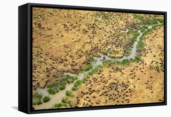 Aerial Wildebeest on Migration-null-Framed Stretched Canvas