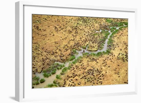 Aerial Wildebeest on Migration-null-Framed Photographic Print