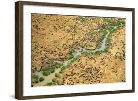 Aerial Wildebeest on Migration-null-Framed Photographic Print