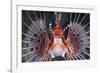 Aerials-Lion Fish, Pterois Antennata, Florida Islands, the Solomon Islands-Reinhard Dirscherl-Framed Photographic Print