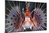 Aerials-Lion Fish, Pterois Antennata, Florida Islands, the Solomon Islands-Reinhard Dirscherl-Mounted Photographic Print