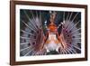 Aerials-Lion Fish, Pterois Antennata, Florida Islands, the Solomon Islands-Reinhard Dirscherl-Framed Photographic Print