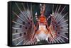 Aerials-Lion Fish, Pterois Antennata, Florida Islands, the Solomon Islands-Reinhard Dirscherl-Framed Stretched Canvas