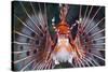 Aerials-Lion Fish, Pterois Antennata, Florida Islands, the Solomon Islands-Reinhard Dirscherl-Stretched Canvas