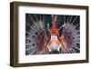 Aerials-Lion Fish, Pterois Antennata, Florida Islands, the Solomon Islands-Reinhard Dirscherl-Framed Photographic Print