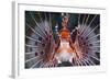 Aerials-Lion Fish, Pterois Antennata, Florida Islands, the Solomon Islands-Reinhard Dirscherl-Framed Photographic Print