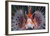 Aerials-Lion Fish, Pterois Antennata, Florida Islands, the Solomon Islands-Reinhard Dirscherl-Framed Photographic Print