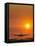 Aeroplane Landing At Sunset-David Nunuk-Framed Stretched Canvas