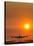 Aeroplane Landing At Sunset-David Nunuk-Stretched Canvas