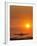 Aeroplane Landing At Sunset-David Nunuk-Framed Photographic Print