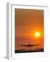 Aeroplane Landing At Sunset-David Nunuk-Framed Photographic Print