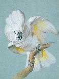 A Great White Crested Cockatoo-Aert Schouman-Giclee Print