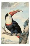 Red-billed Toucan, 1748-Aert Schouman-Giclee Print