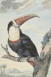 A Great White Crested Cockatoo-Aert Schouman-Giclee Print