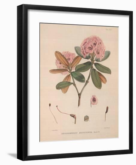 Aeruginosum-Joseph Dalton Hooker-Framed Art Print