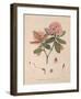 Aeruginosum-Joseph Dalton Hooker-Framed Art Print