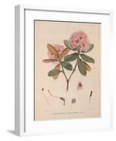 Aeruginosum-Joseph Dalton Hooker-Framed Art Print