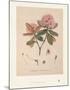 Aeruginosum-Joseph Dalton Hooker-Mounted Art Print