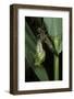 Aeschne Sp. - Emerging-Paul Starosta-Framed Photographic Print