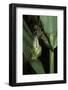 Aeschne Sp. - Emerging-Paul Starosta-Framed Photographic Print