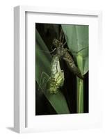 Aeschne Sp. - Emerging-Paul Starosta-Framed Photographic Print