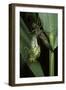 Aeschne Sp. - Emerging-Paul Starosta-Framed Photographic Print