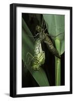 Aeschne Sp. - Emerging-Paul Starosta-Framed Photographic Print