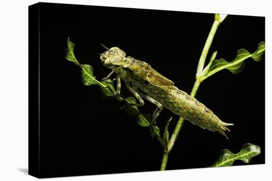 Aeschne Sp. - Larva-Paul Starosta-Stretched Canvas