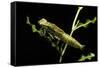 Aeschne Sp. - Larva-Paul Starosta-Framed Stretched Canvas