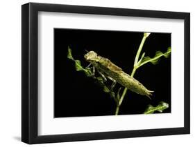 Aeschne Sp. - Larva-Paul Starosta-Framed Photographic Print