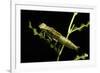 Aeschne Sp. - Larva-Paul Starosta-Framed Photographic Print