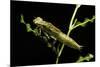 Aeschne Sp. - Larva-Paul Starosta-Mounted Photographic Print