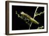 Aeschne Sp. - Larva-Paul Starosta-Framed Photographic Print