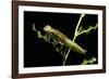 Aeschne Sp. - Larva-Paul Starosta-Framed Photographic Print