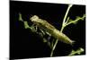 Aeschne Sp. - Larva-Paul Starosta-Mounted Photographic Print