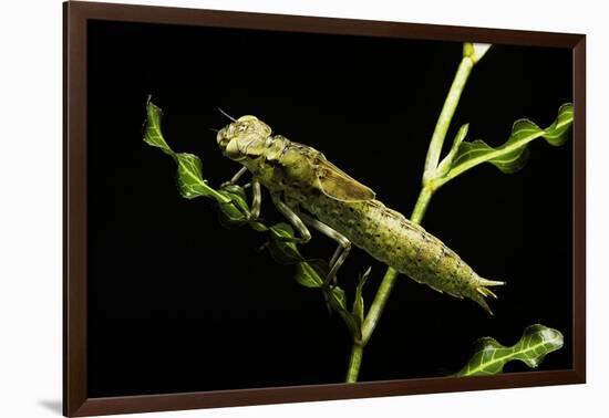 Aeschne Sp. - Larva-Paul Starosta-Framed Photographic Print