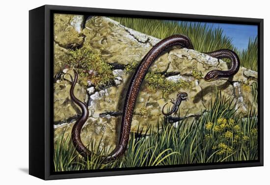 Aesculapian Snake (Zamenis Longissimus or Elaphe Longissima), Colubridae-null-Framed Stretched Canvas