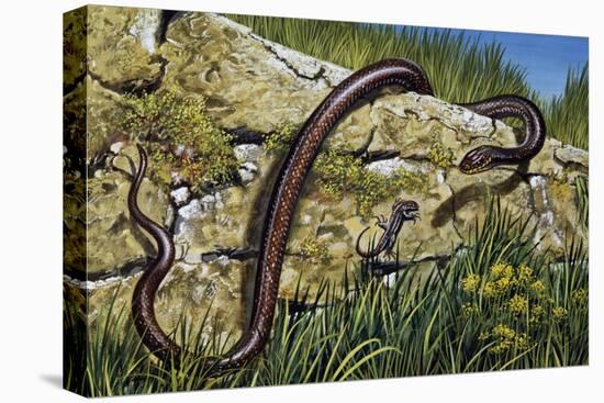 Aesculapian Snake (Zamenis Longissimus or Elaphe Longissima), Colubridae-null-Stretched Canvas