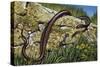 Aesculapian Snake (Zamenis Longissimus or Elaphe Longissima), Colubridae-null-Stretched Canvas