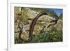 Aesculapian Snake (Zamenis Longissimus or Elaphe Longissima), Colubridae-null-Framed Giclee Print