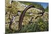 Aesculapian Snake (Zamenis Longissimus or Elaphe Longissima), Colubridae-null-Mounted Giclee Print