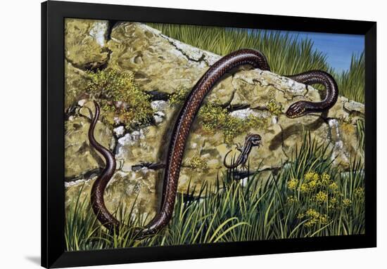 Aesculapian Snake (Zamenis Longissimus or Elaphe Longissima), Colubridae-null-Framed Giclee Print