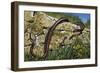 Aesculapian Snake (Zamenis Longissimus or Elaphe Longissima), Colubridae-null-Framed Giclee Print