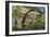 Aesculapian Snake (Zamenis Longissimus or Elaphe Longissima), Colubridae-null-Framed Giclee Print